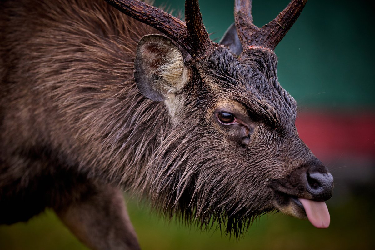 bownaankamal's tweet image. The Sri Lankan sambar is the largest species of deer found in Sri Lanka and often gathers in large numbers at mineral-rich salt licks, especially in Horton Plains National Park — a popular spot to witness them in the wild.
🦌 Horton Plains | Srilanka
Photo by @bownaankamal
.
.…