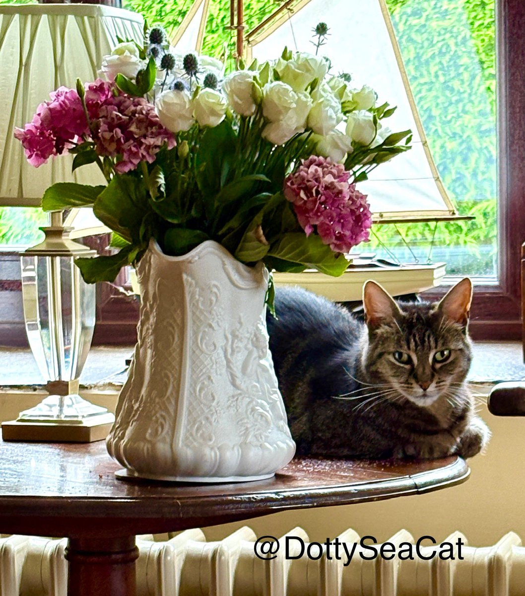 Still life by Meowmy: ‘Cat and Flowers’. Very still life! 💤 Happy #WhiskersWednesday 🤗🤗🤗