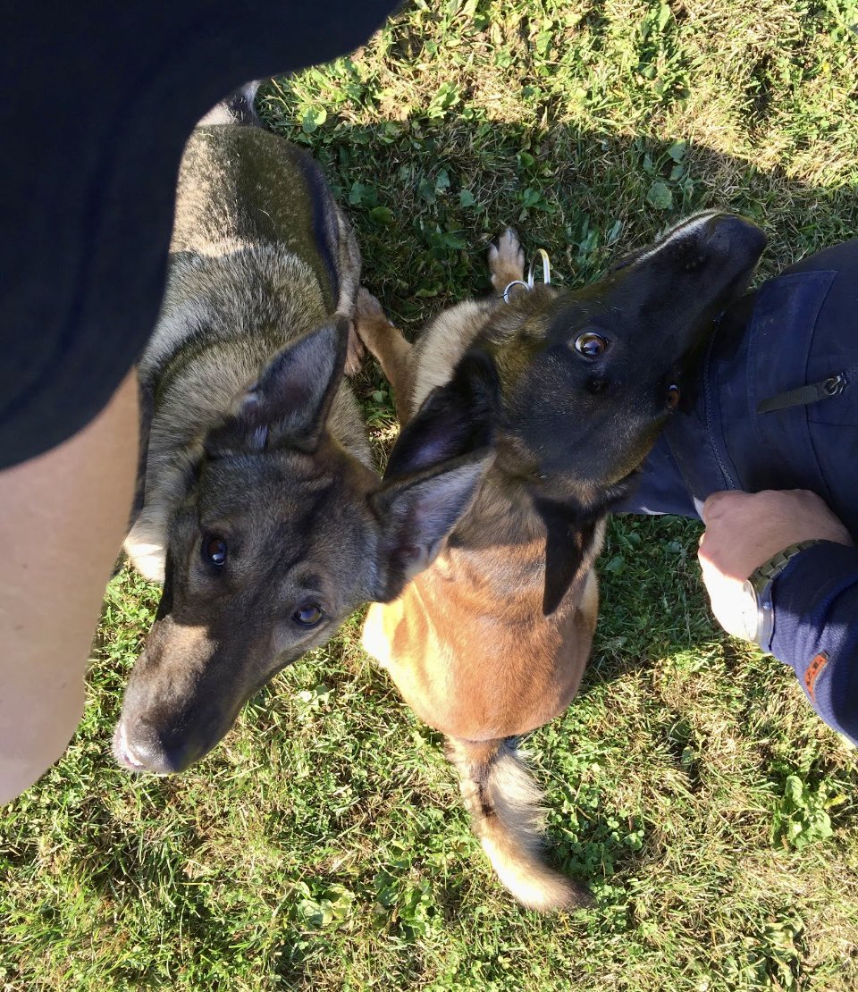 BastardK9's tweet image. 🐕🦺💥 Focus in the chaos!
Our dogs aren’t just trained to search — they’re trained to work side by side with other dogs.
Staying focused in high-stress, multi-dog environments is part of the mission.
.#RescueDogsForUkraine #SearchAndRescueDogs #FromSwedenToUkraine #Bastardk9