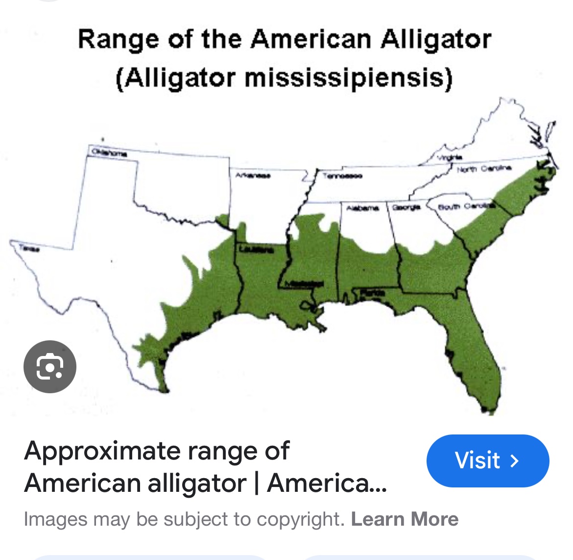 stephie_lark's tweet image. I didn鈥檛 realize it had mississipiensis in its name. Is that a coincidence or because they are in Mississippi?