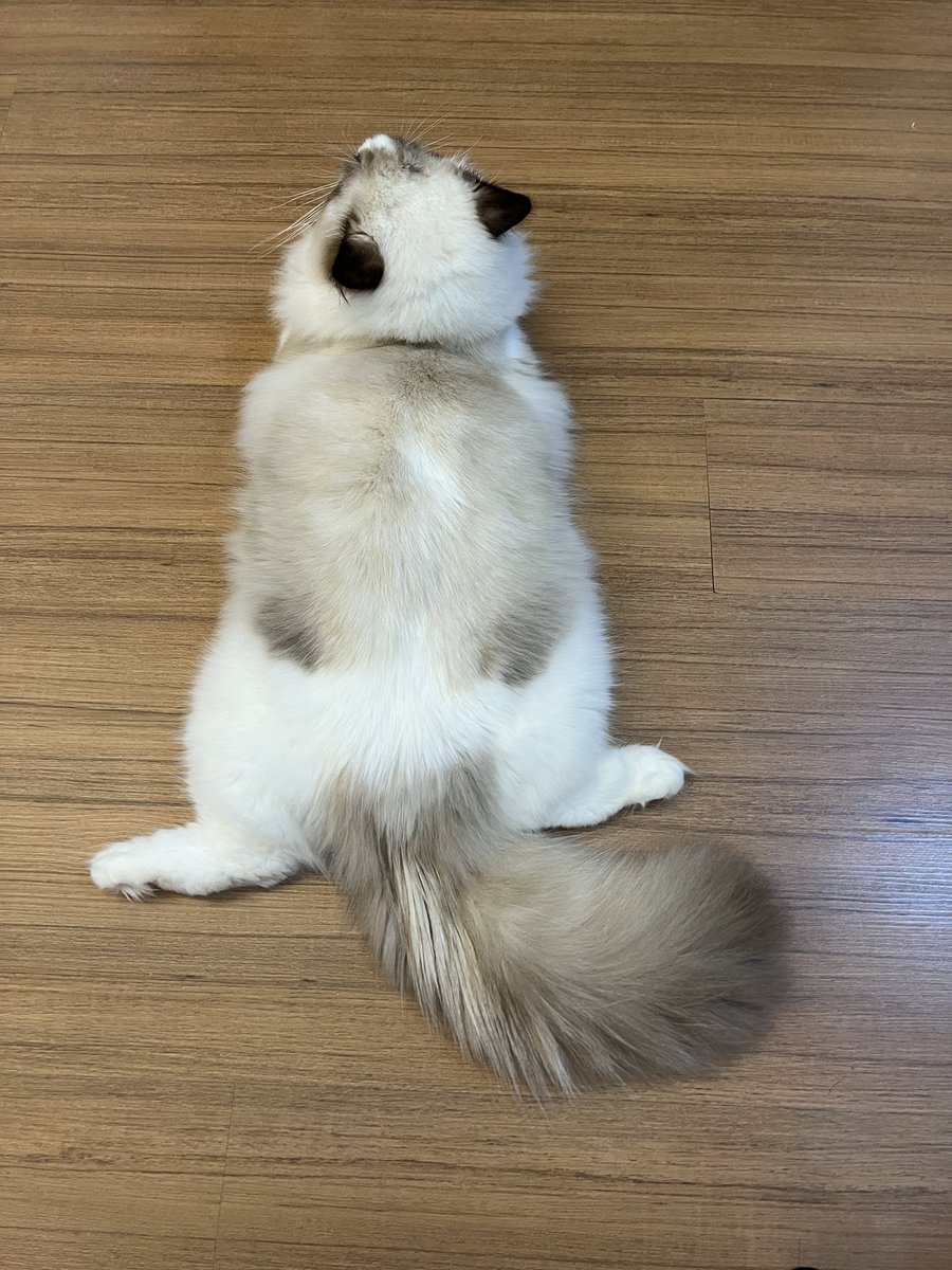 ubel_bluebell's tweet image. tidak perlu mandi meskipun buntutnya berminyak🥰
Ubel juga tidak mandi tetap gemash🥰