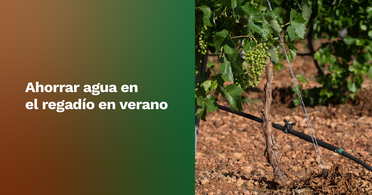 FENACORE (@fenacoreoficial) on Twitter photo El proyecto #LifeTriplet busca ser más eficientes con el riego en una época con temperaturas elevadas, añadiendo parámetros como la temperatura foliar, un indicador del estado hídrico del cultivo que permite saber si la planta transpira bien.
cadenaser.com/castillalamanc…
Vía <a href="/La_SER/">Cadena SER</a> El proyecto #LifeTriplet busca ser más eficientes con el riego en una época con temperaturas elevadas, añadiendo parámetros como la temperatura foliar, un indicador del estado hídrico del cultivo que permite saber si la planta transpira bien.
cadenaser.com/castillalamanc…
Vía <a href="/La_SER/">Cadena SER</a>