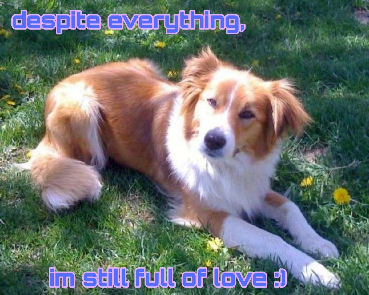 caninepoetry (@caninepoetry_) on Twitter photo 