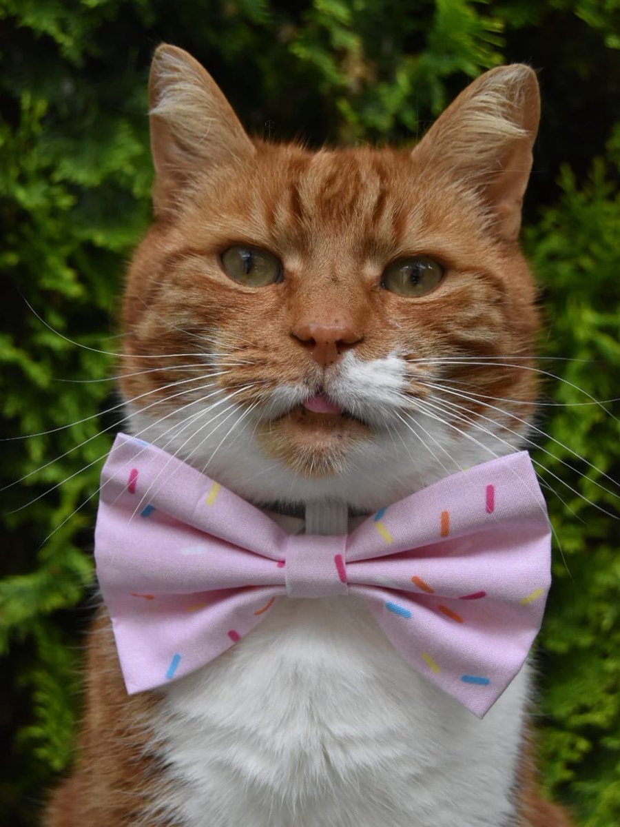 TommyTheGinger1's tweet image. Happy Sprinkle Day 😻🧁 What do you like sprinkles on? #sprinkleday #sprinkles #CatsOfTwitter #cat