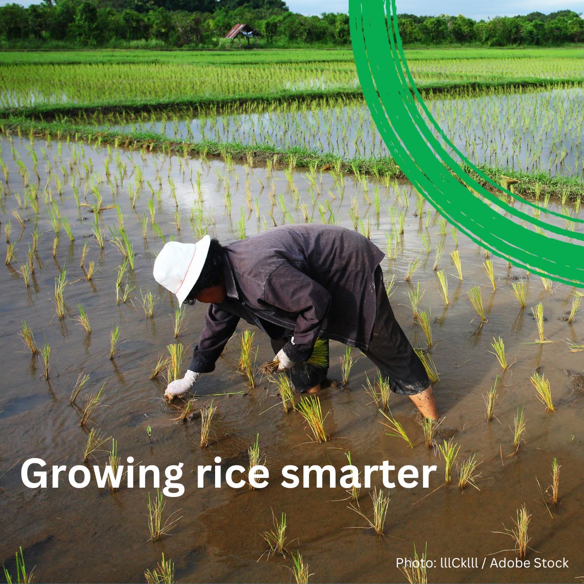 WorldBankWater's tweet image. The global rice industry is facing real turbulence: stagnating yields, extreme weather, water waste, and struggling farmers. But solutions exist.
Blog with @IRRI discusses how to grow rice better: wrld.bg/UBqu50WfGCc