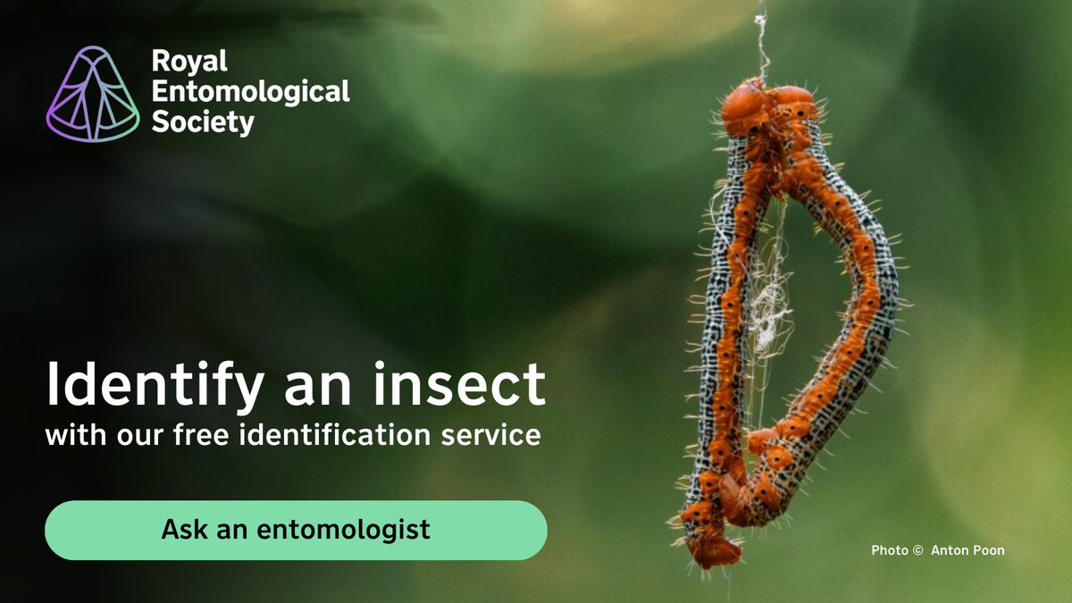 RoyEntSoc's tweet image. 🦋 Got an insect-related query?
Our experts are here to help - Fill in the form on our website for advice & information about an #insect you’ve found 🔽
🔗 royensoc.co.uk/understanding-…
#AskAnEntomologist #Entomology #Insects #AskAnExpert #InsectIdentification