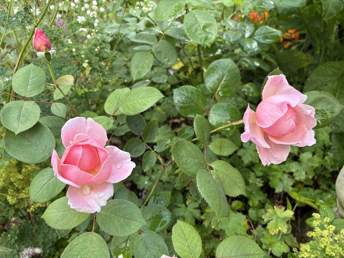 ElizAthertonSop's tweet image. My favourite #Rose of all #BrotherCadfael determined to keep going if he can after half the shrub has completely died. I thought I’d lost the entire rose, but he’s just put out some very small shoots with perfect flowers. I’ll be so sad if these are his last.
#RoseWednesday