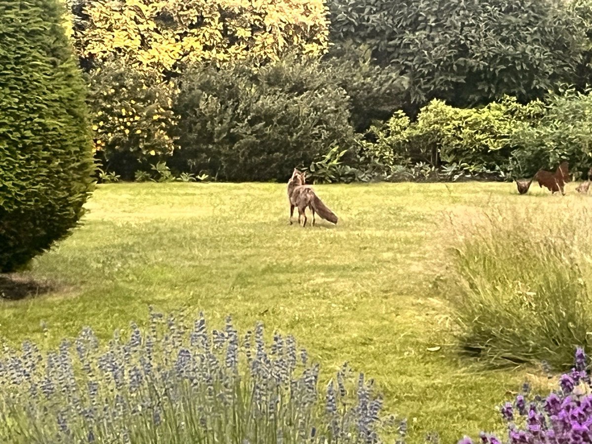 ChrisGPackham's tweet image. " I know I can’t “win” #foxoftheday with this, but loved watching him and his brother playing together yesterday in a garden in Putney "
It's not all about the photos @georgeg78.bsky.social , it's about the animal and our love for them ! Thank you for this #FoxOfTheDay !