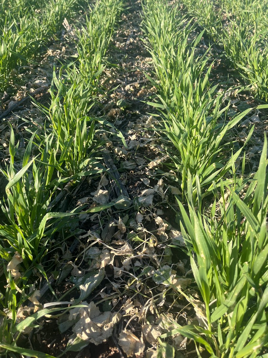 ConnorFuss's tweet image. I have been pretty happy with the job Affinity/MCPA mixes have done this year on heavy volunteer CL canola populations. Minimal crop effect is also pleasing. Will still require a mop up but has certainly taken the pressure off!