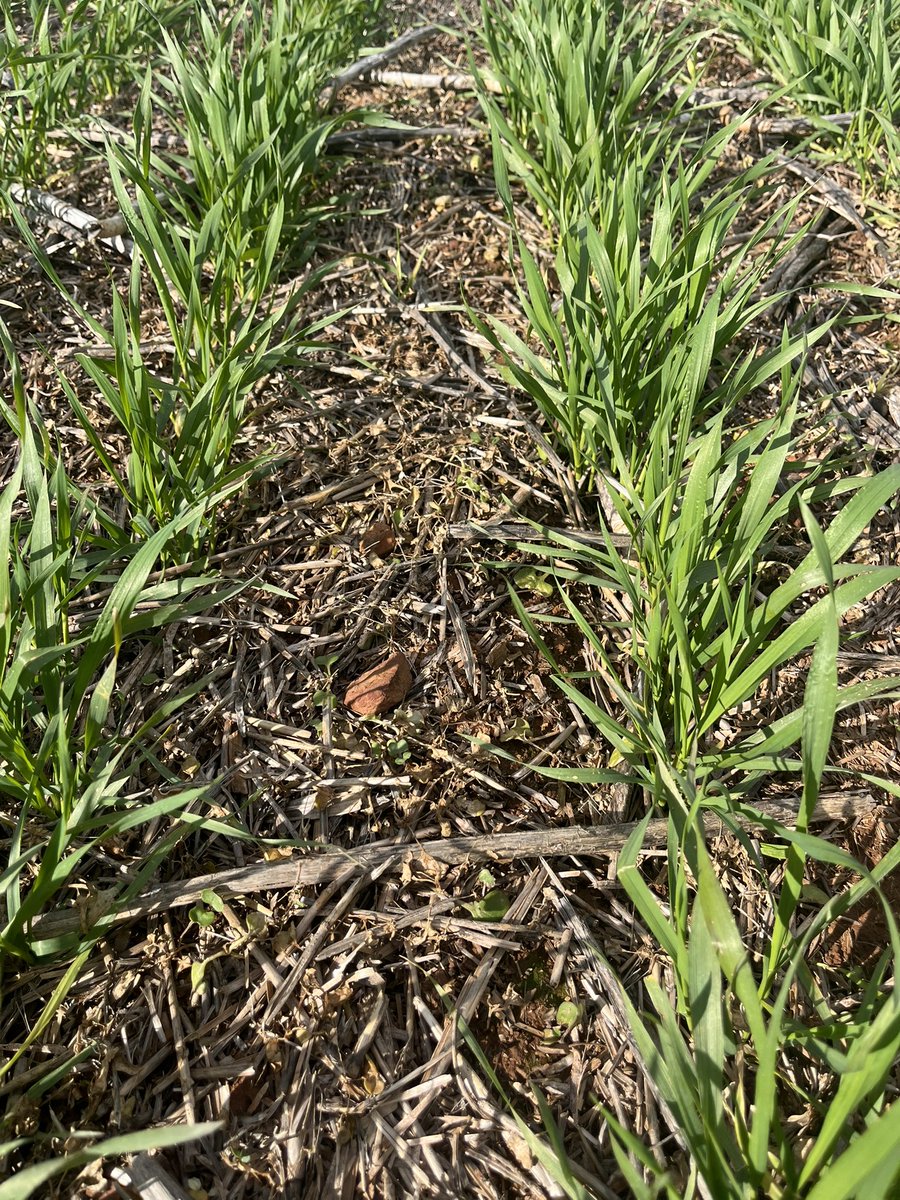 ConnorFuss's tweet image. I have been pretty happy with the job Affinity/MCPA mixes have done this year on heavy volunteer CL canola populations. Minimal crop effect is also pleasing. Will still require a mop up but has certainly taken the pressure off!