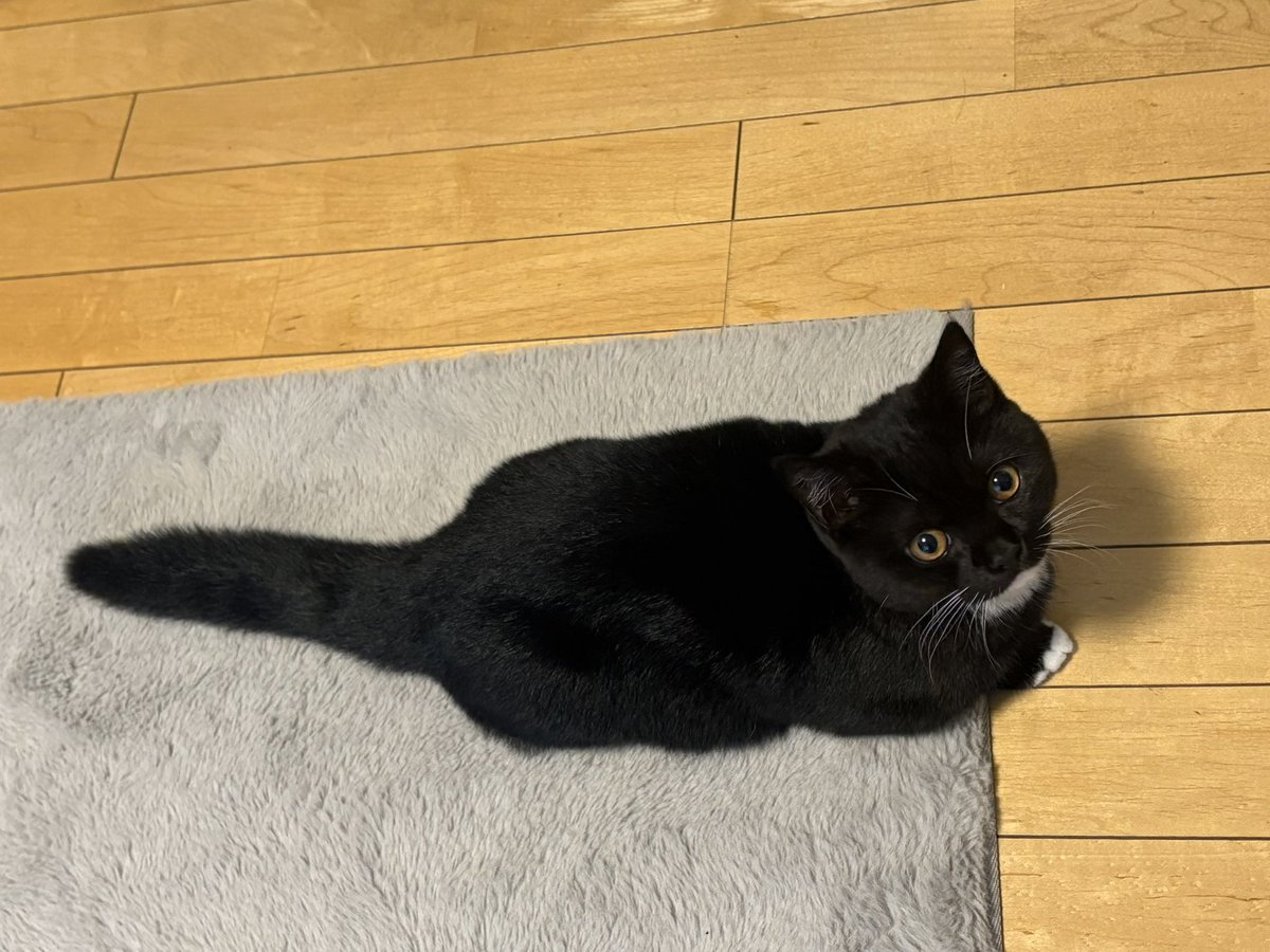 tavi_sapien_s's tweet image. なんか平たいね……ラグの模様みたいになってるよ……