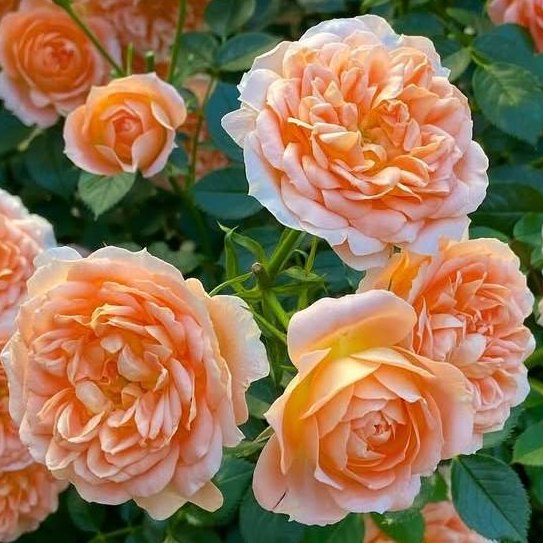 TheFlowerShow's tweet image. 🌹 Sometimes, all it takes is one rose to change the mood. 💫
A single bloom on the windowsill.
A soft color that catches the light.
A quiet reminder that beauty doesn’t have to shout.
For me, it works. For you?