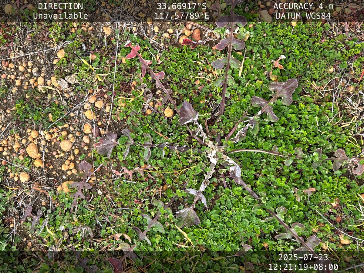 Roberto Busi tweet media