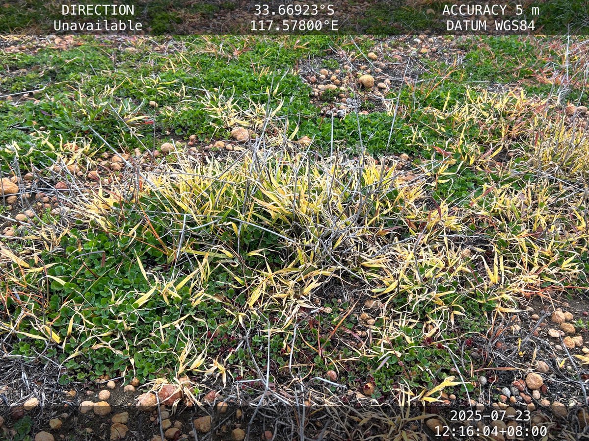 Roberto Busi tweet media