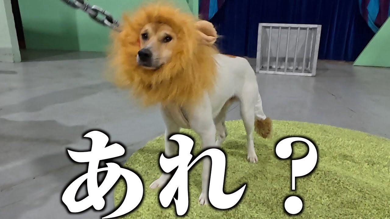 [ 詐病 illion 負け犬 腰抜け野郎 ] ZASH on X: 
