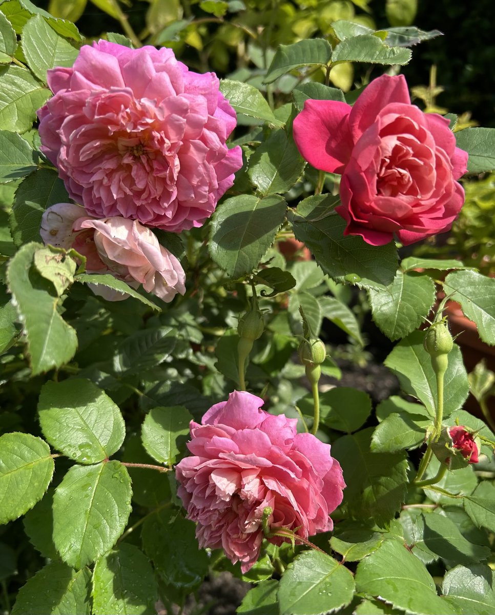 HelenMSimpson26's tweet image. My Emma Bridgewater rose is enjoying a second flowering. Have a great #RoseWednesday