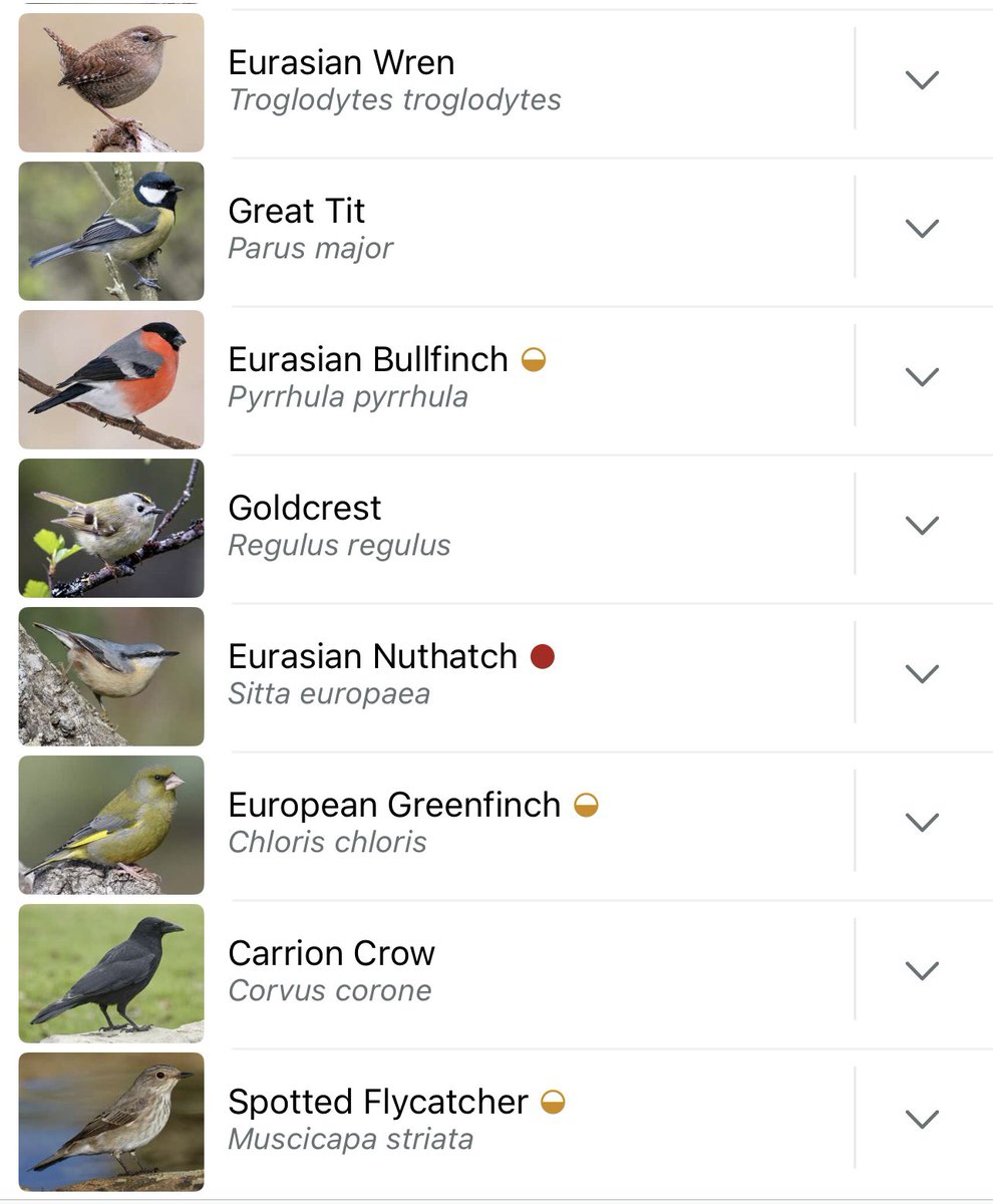 lizaadamczewski's tweet image. A fifteen minute walk on our land this morning with Bryn revealed a pretty selection of birds. Happiest to see the spotted flycatcher has stuck around. I hope he found a mate. All the finches are doing well thanks to the scrub and late cutting of meadows.( still uncut) so loads…
