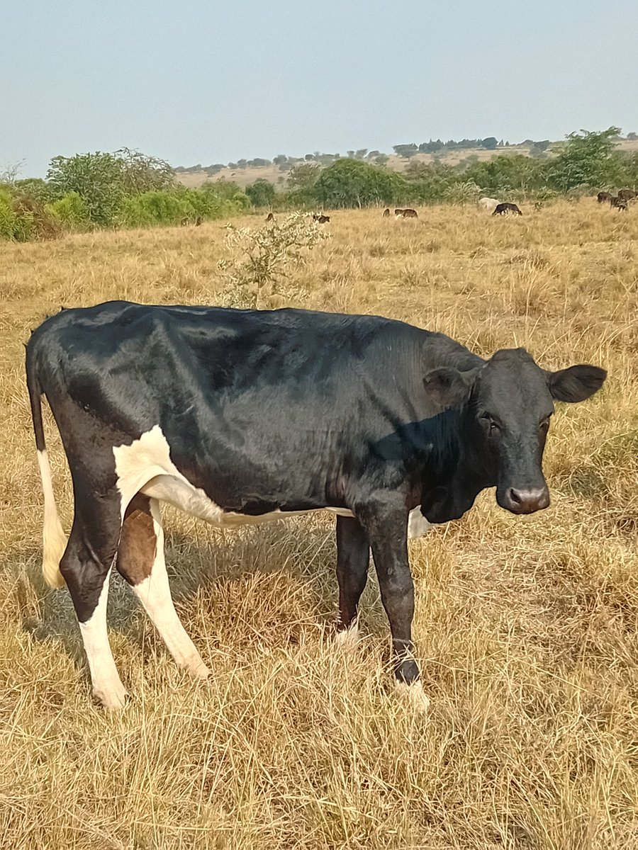 IsaacItungo's tweet image. At the beginning of the wet season we slash the lignified grass and good quality pastures grow