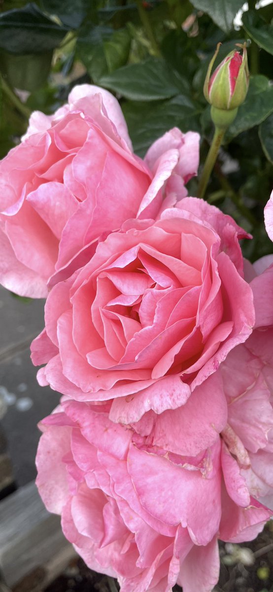 Andy6hutch's tweet image. Morning🌸… Happy Wednesday 😊….. Have a good one…. #RoseWednesday #Roses #Fragrance #GardeningX #RosePerfume #NationsFavouriteFlower