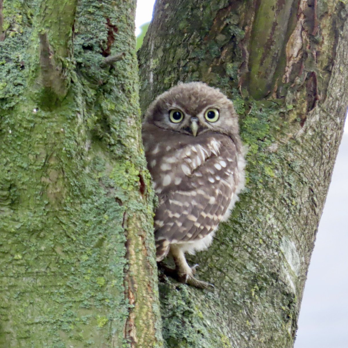 Rob Robertson (@bobby00651) on Twitter photo A few of the young Little Owls I’ve been watching locally 🦉👍 <a href="/DurhamBirdClub/">Durham Bird Club</a> <a href="/durhamwildlife/">DurhamWildlifeTrust</a> <a href="/teesbirds1/">teesbirds</a> A few of the young Little Owls I’ve been watching locally 🦉👍 <a href="/DurhamBirdClub/">Durham Bird Club</a> <a href="/durhamwildlife/">DurhamWildlifeTrust</a> <a href="/teesbirds1/">teesbirds</a>