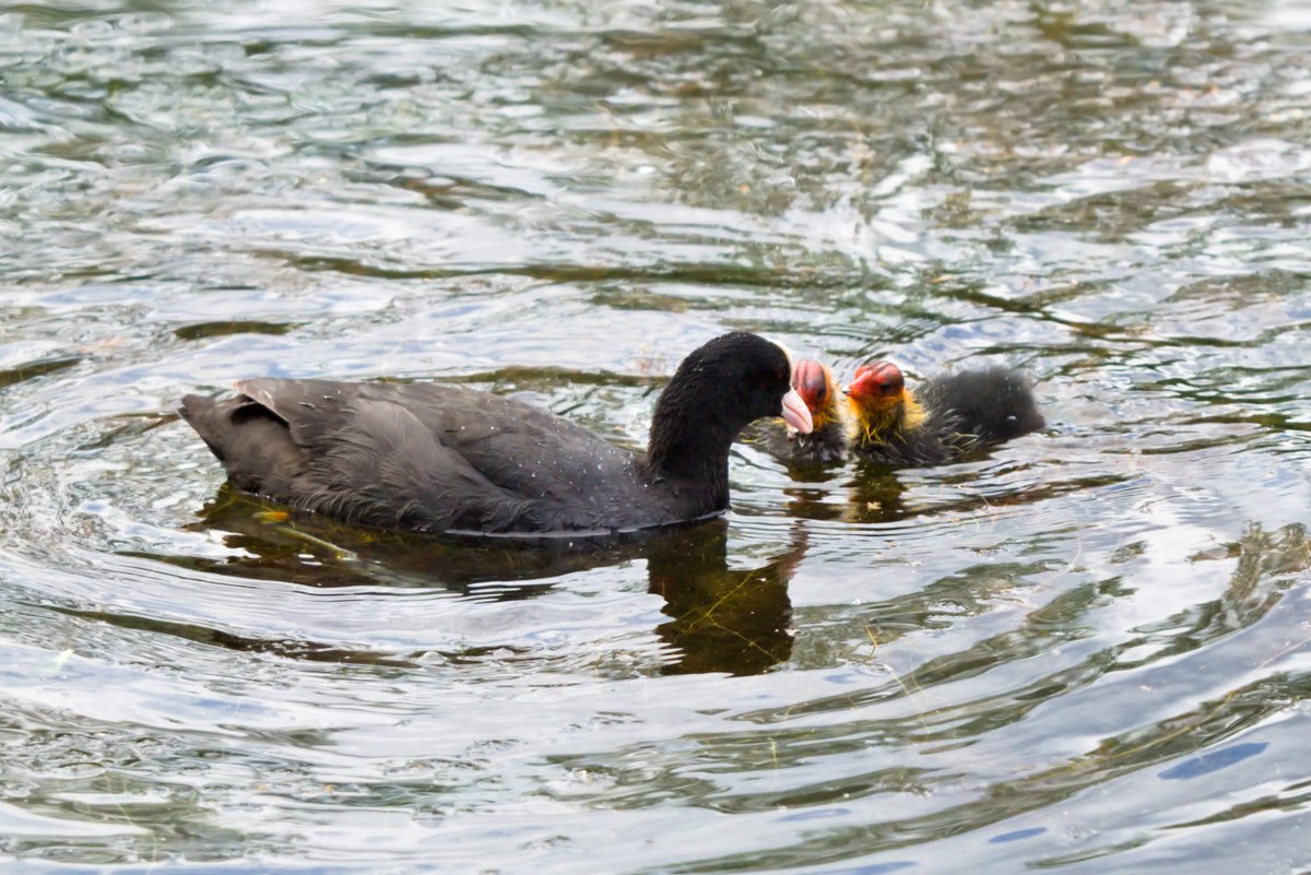 LefterisJP's tweet image. Good morning ☁️
Wish you all a beautiful day ahead with a 📸 of a Eurasian coot and its young, seen in a lake in Berlin.
🇩🇪 Blässhuhn | 🇵🇱 Łyska | 🇬🇷 Φαλαρίδα | 🇺🇦 Лиска