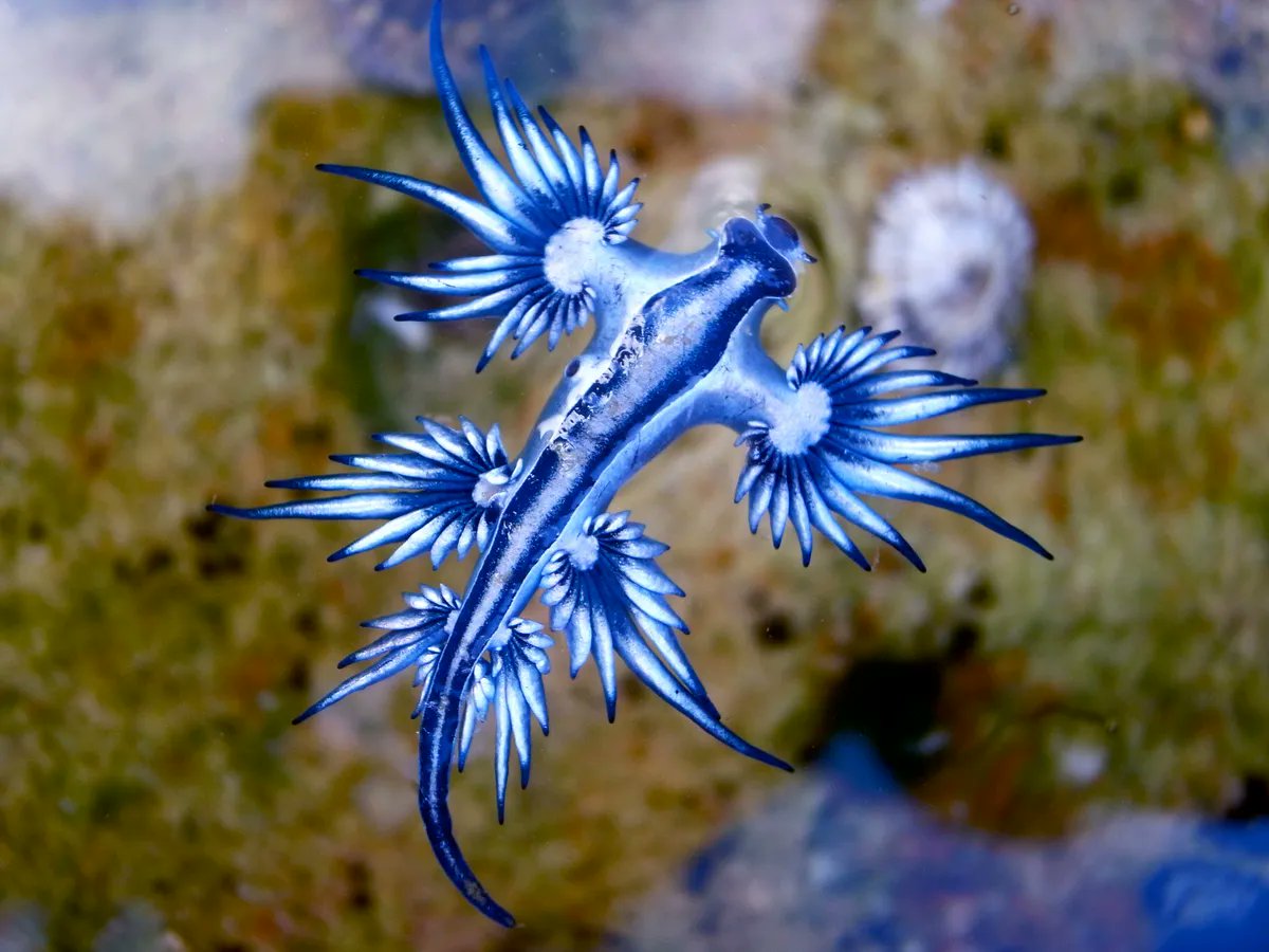 Mindflux__'s tweet image. 🌊🐉Meet the Blue Dragon Sea Slug (Glaucus atlanticus)
Tiny but deadly (feeds on man o’ war & steals its sting)
Floats upside down, belly-up in style
Only ~3 cm long
Beautiful = Dangerous 😳
Don’t touch it!
#OceanFacts #MarineLife #BlueDragon