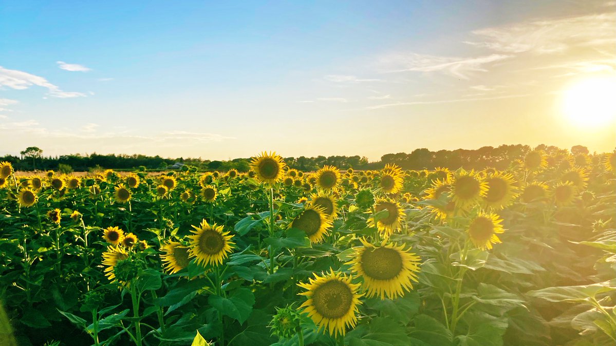 Sunflowers’ movement decreases as they get older until their heads all stay facing east, toward the morning sun 🌻
