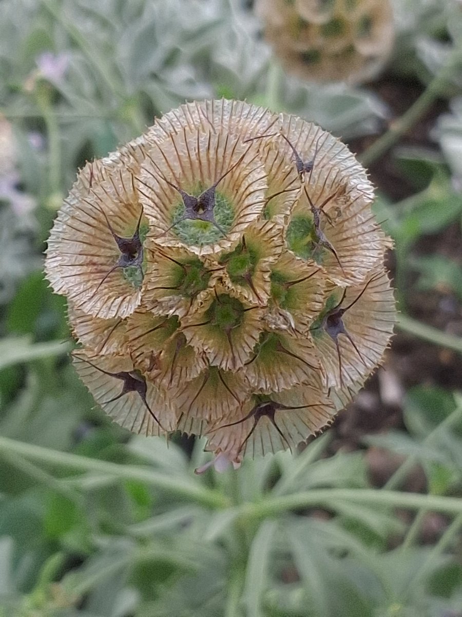 reading_ulysses's tweet image. The simply wonderful seed head of a Field Scabious #FlowersOnX, the geometry of which appeals to my need for order, that is, beautiful order.
