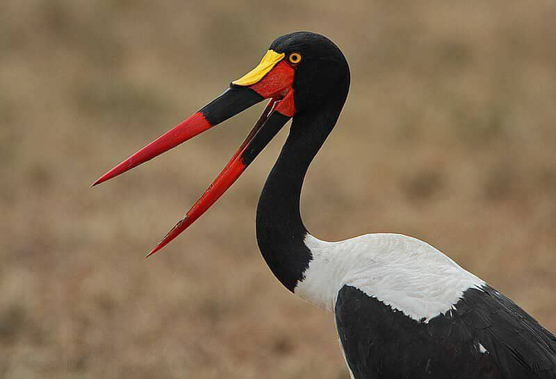 Grace in every stride, color in every glance the Saddle-billed Stork is a wetland masterpiece. 
#birdinguganda
#ExploreUganda