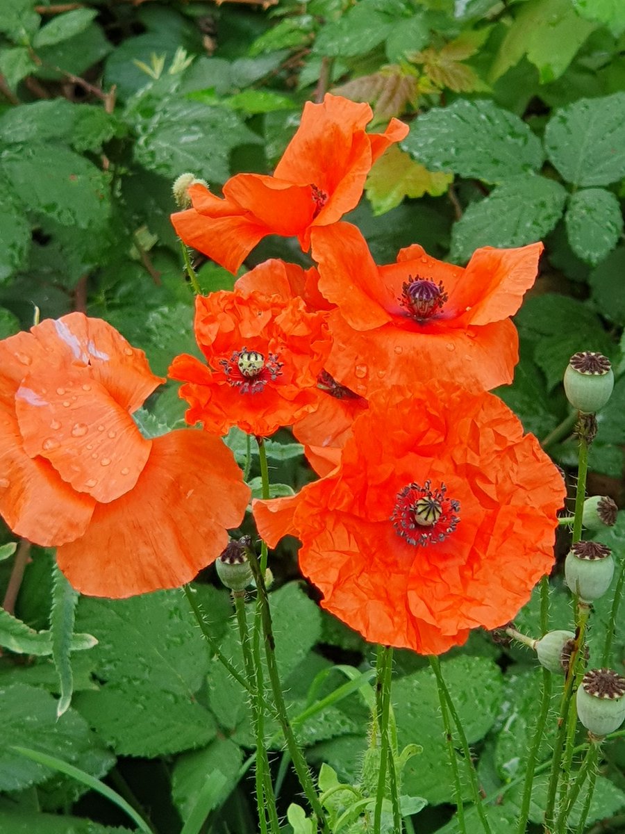 Numinousviews's tweet image. A little bit of rubedo on my morning walk.