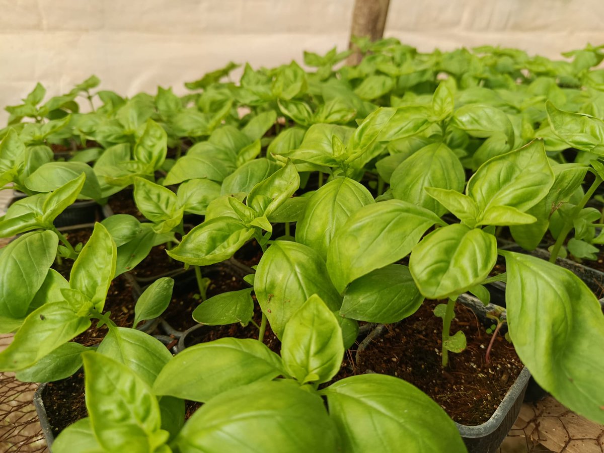 Zionseedlings's tweet image. Beyond the flavor! Did you know basil is packed with antioxidants and vitamins? ✨ Grow your own healthy superfood with our robust basil seedlings. Versatile in the kitchen and beneficial for your well-being.
#qualityseedlings
#wellness