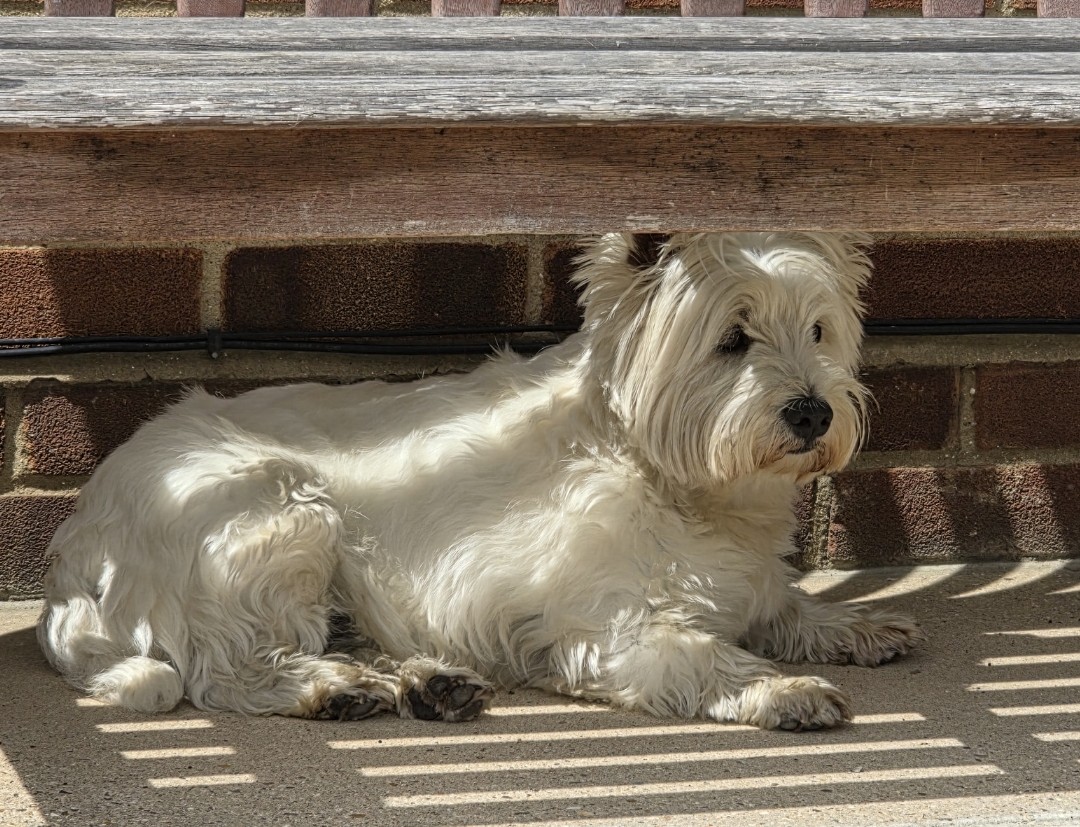 Angie_baby_25's tweet image. Happy #wontlookwednesday everyone from Bonnie. Enjoy your day ๐พโค๏ธ๐ถ
#westiewednesday