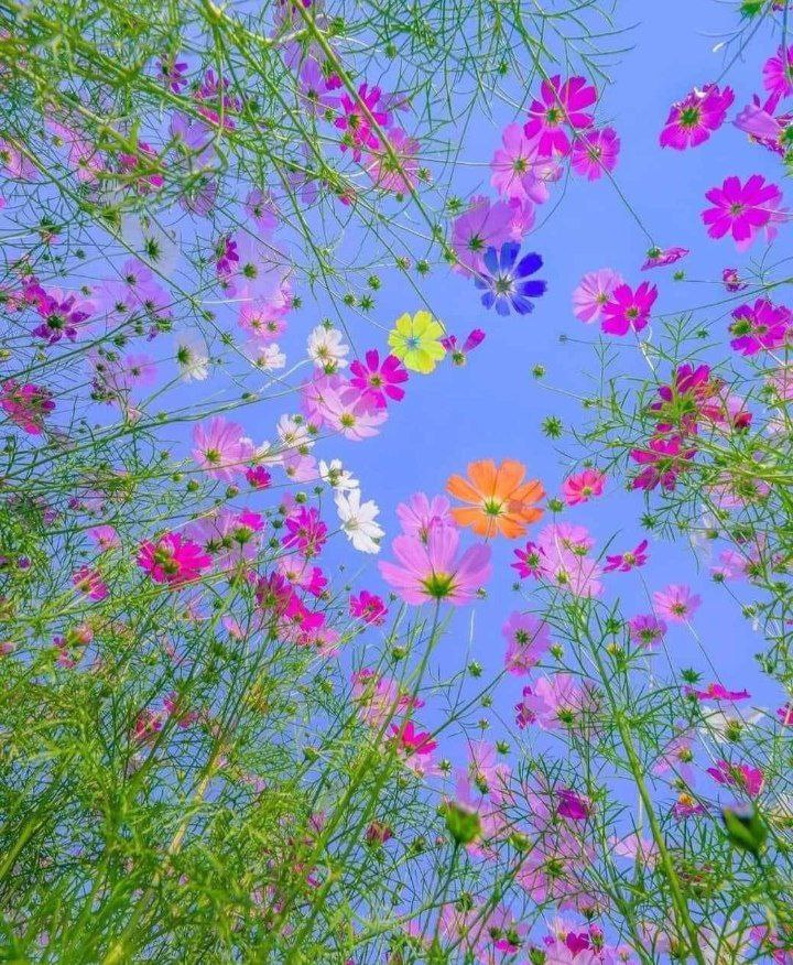 elviraamberg's tweet image. THIS IS THE DAY THE LORD HAS MADE;
We will rejoice and be glad in it.
—Psalm 118:24