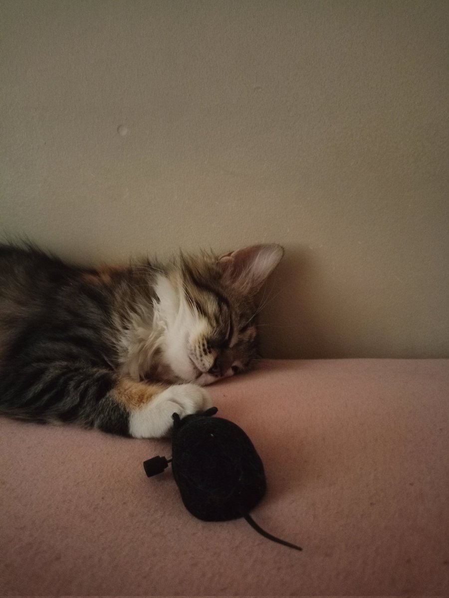 mintiskovebalim's tweet image. küsük faremle uyumuçdum