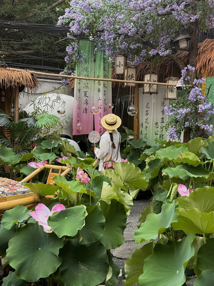Chengdu_China's tweet image. A hidden lotus courtyard in Chengdu so beautiful. 🌸
cr: 椰椰想早睡