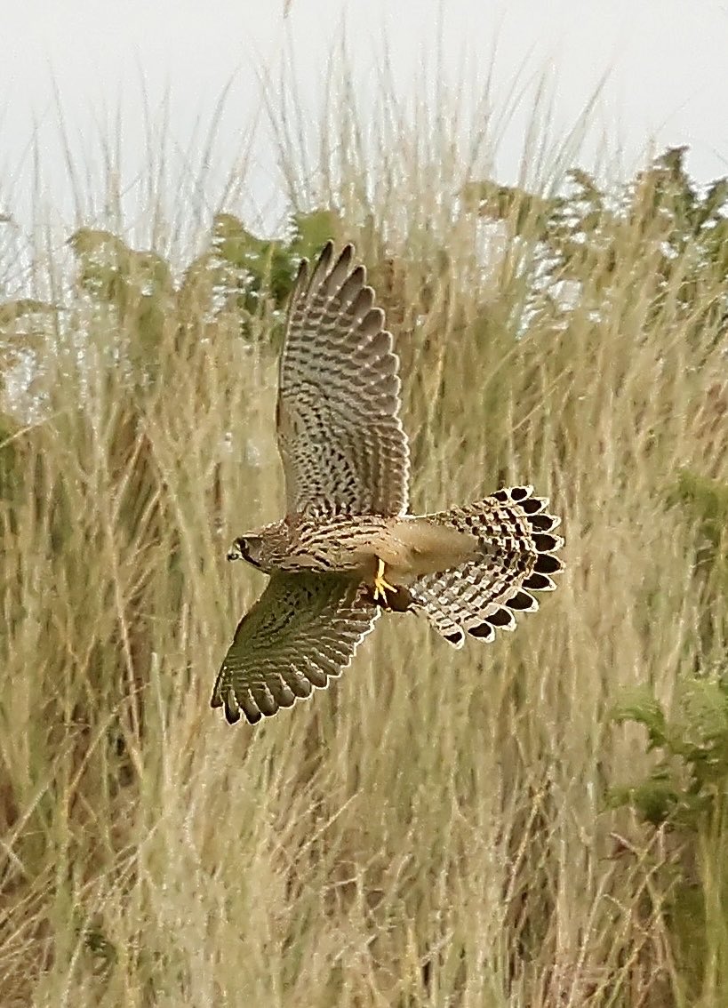 TomCadwallender's tweet image. Kestrel with its tea at Buston Links, Alnmouth.
