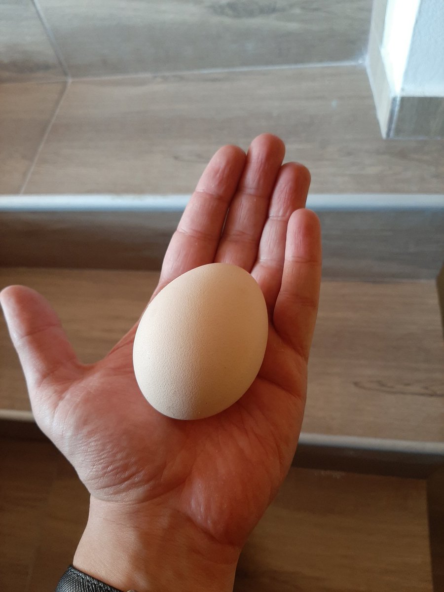For my male audience

This is a Peacock egg. HOOLLLYYY
