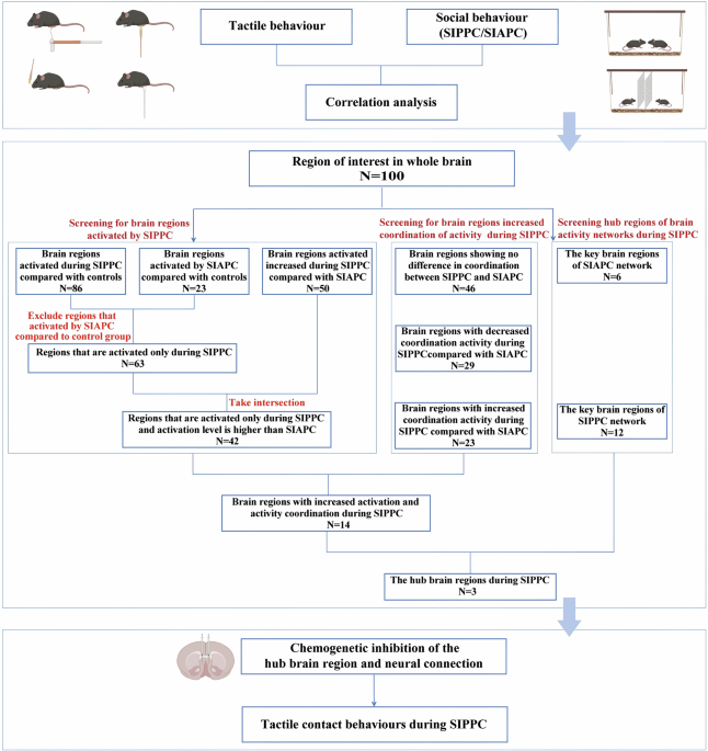 CommsBio's tweet image. Differential brain activation and network connectivity in social interactions presence and absence of physical contact: Communications Biology, Published online: 02 July 2025; doi:10.1038/s42003-025-08417-wWhole-brain c-fos staining reveals key brain… nature.com/articles/s4200…