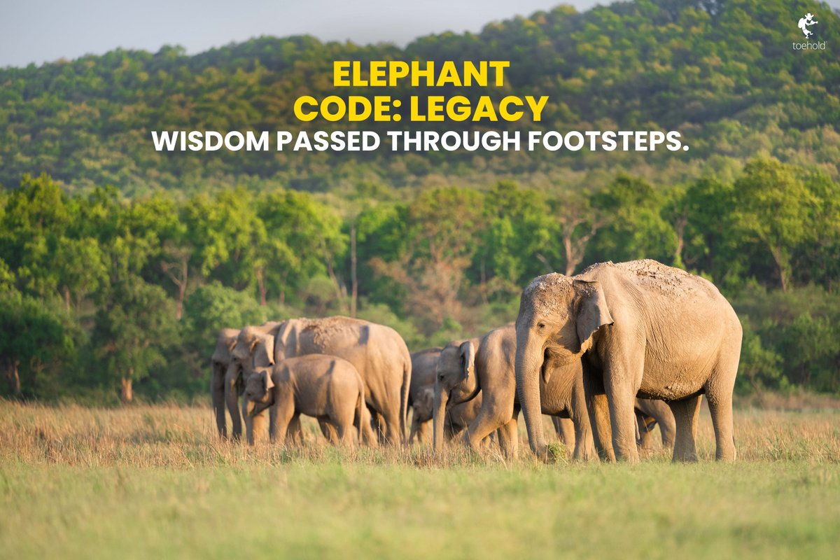 TOEHOLD_TP's tweet image. The wild doesn’t talk.
It teaches.
Command. Legacy. Balance. Resilience. Harmony.
Swipe through the Wild Code. Each animal holds a value.
#ToeholdPhotoTravel