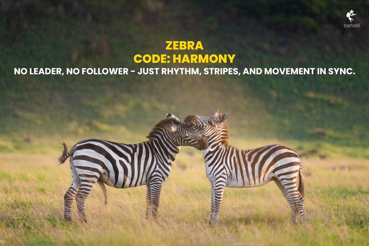 TOEHOLD_TP's tweet image. The wild doesn’t talk.
It teaches.
Command. Legacy. Balance. Resilience. Harmony.
Swipe through the Wild Code. Each animal holds a value.
#ToeholdPhotoTravel