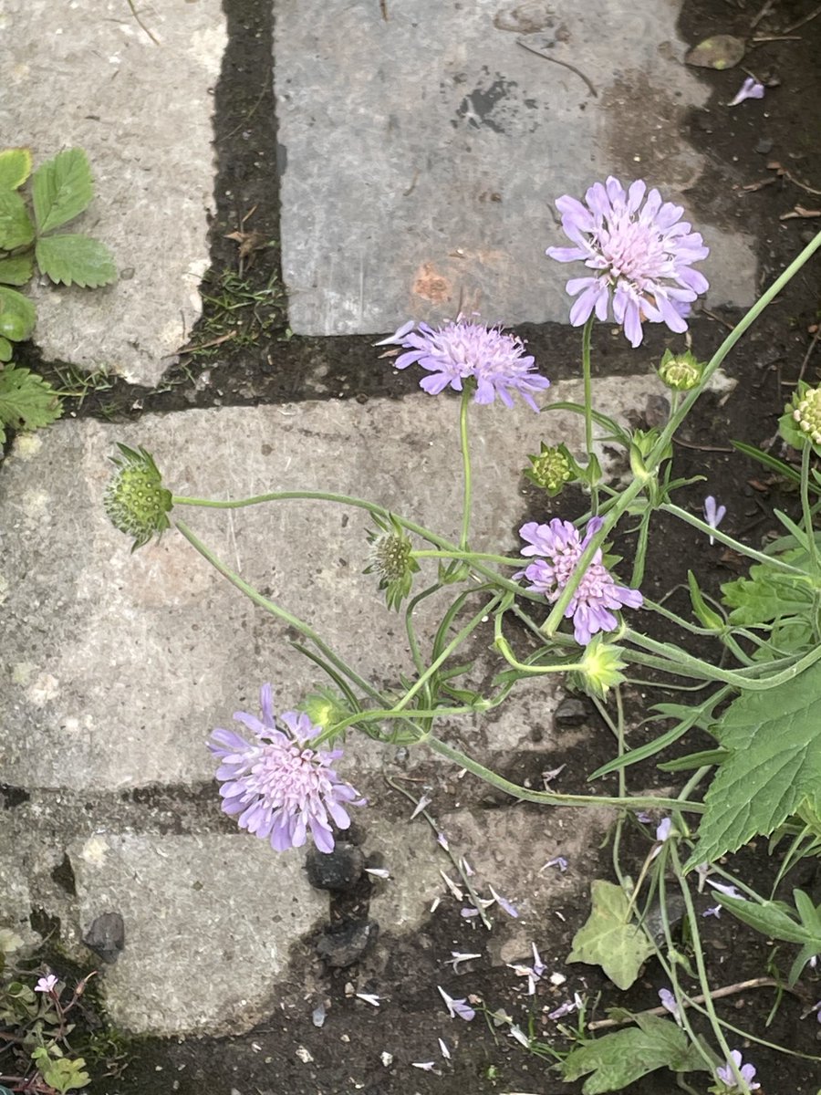 helen21206699's tweet image. Good morning from my little #cottage #garden #scabious