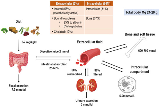 Nutrients_MDPI's tweet image. #mdpinutrients Editor’s Choice Articles🔍
🛎️Welcome to this paper &quot;#Magnesium and the Hallmarks of Aging&quot; by Ligia J. Dominguez et al. 
👉Link: mdpi.com/2072-6643/16/4…