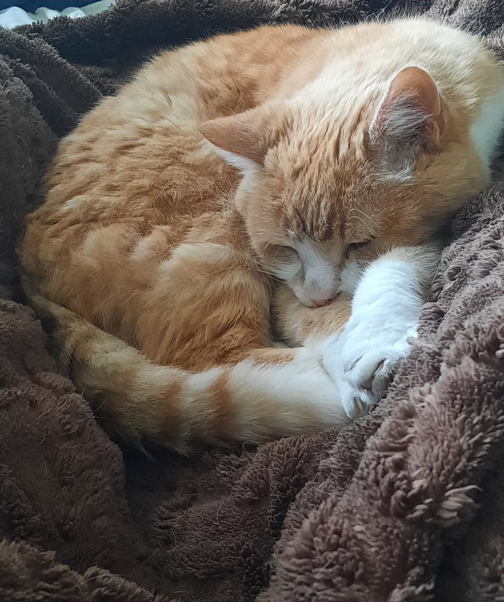 m1rai_now's tweet image. Good morning 🐱