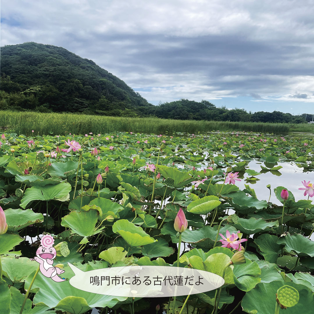 tokushima_pco's tweet image. #徳島地方協力本部 から #季節の花 #鳴門の蓮 をご紹介!
8月中旬まで見頃となっているけど、今がベストかも…
蓮は早朝開き始めお昼に向けて閉じ始めるから見に行くなら8時頃までに行くことをお勧め!
とても #神秘な花 #蓮 で涼しんでもらえたらと!
#鳴門市島田島