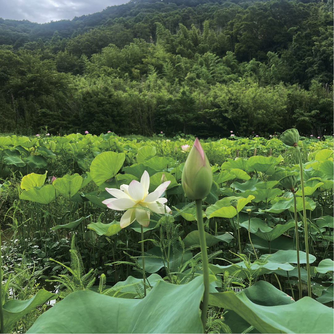tokushima_pco's tweet image. #徳島地方協力本部 から #季節の花 #鳴門の蓮 をご紹介!
8月中旬まで見頃となっているけど、今がベストかも…
蓮は早朝開き始めお昼に向けて閉じ始めるから見に行くなら8時頃までに行くことをお勧め!
とても #神秘な花 #蓮 で涼しんでもらえたらと!
#鳴門市島田島