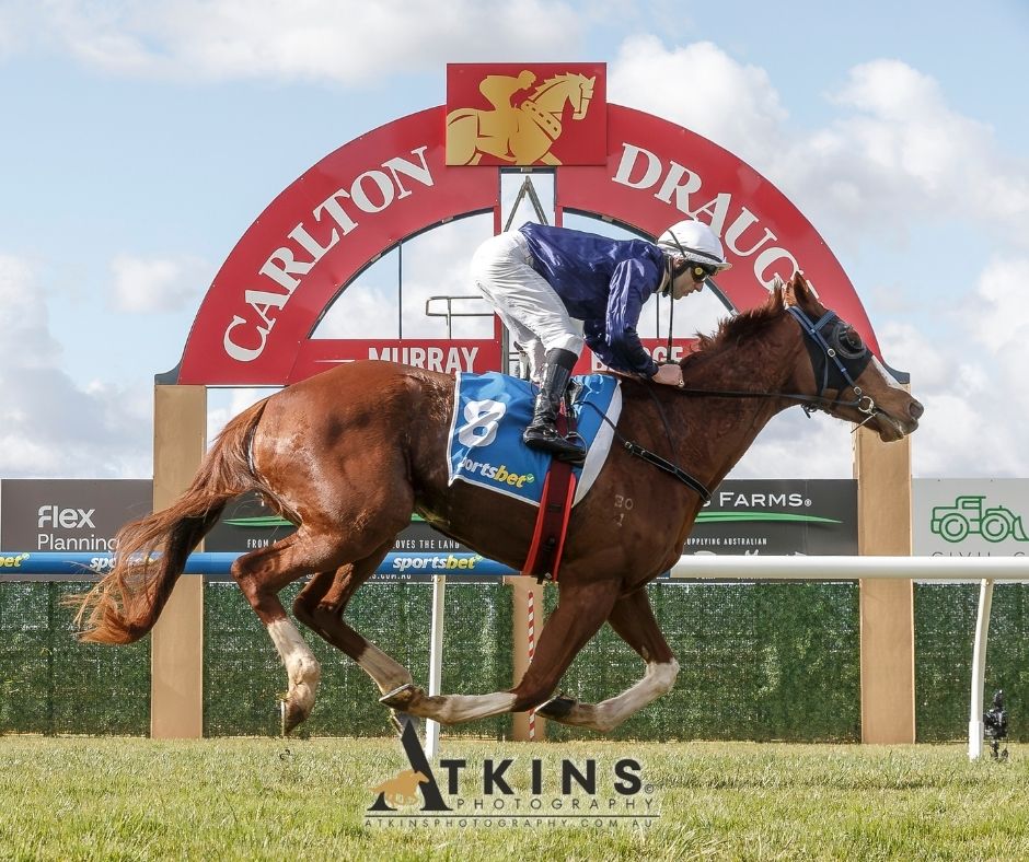 terry_hann's tweet image. Coorong Tycoon, trained by Dan Clarken & Oopy MacGillivray, won at Murray Bridge, ridden by Jake Toeroek.
Photos ~ AtkinsPhotography.com.au
Pre-race photos ~ AtkinsRacing.com.au
@RacingSA @CountryRacingSA
