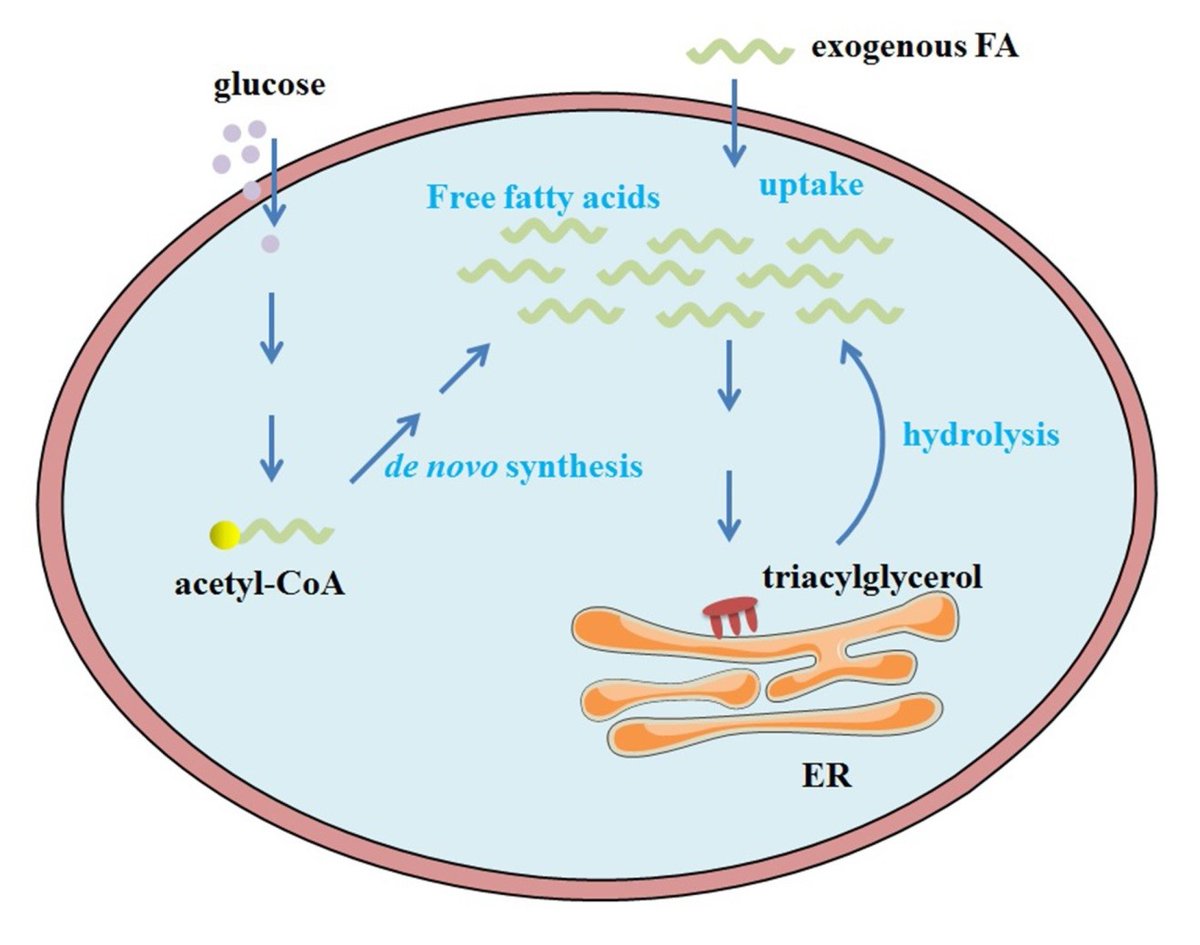 Landmark_IMR's tweet image. 🔥 Highly Cited Spotlight!
Fatty acids fuel life — but how do long-chain fatty acids (LCFAs) enter cells, get metabolized, and signal inside the body?
👏 Essential reading for anyone working in lipid biology or metabolic research!
📃 This widely referenced review unpacks LCFA…
