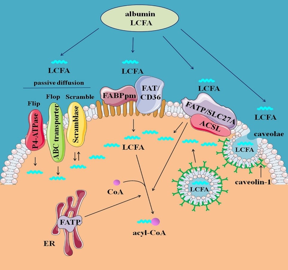 Landmark_IMR's tweet image. 🔥 Highly Cited Spotlight!
Fatty acids fuel life — but how do long-chain fatty acids (LCFAs) enter cells, get metabolized, and signal inside the body?
👏 Essential reading for anyone working in lipid biology or metabolic research!
📃 This widely referenced review unpacks LCFA…