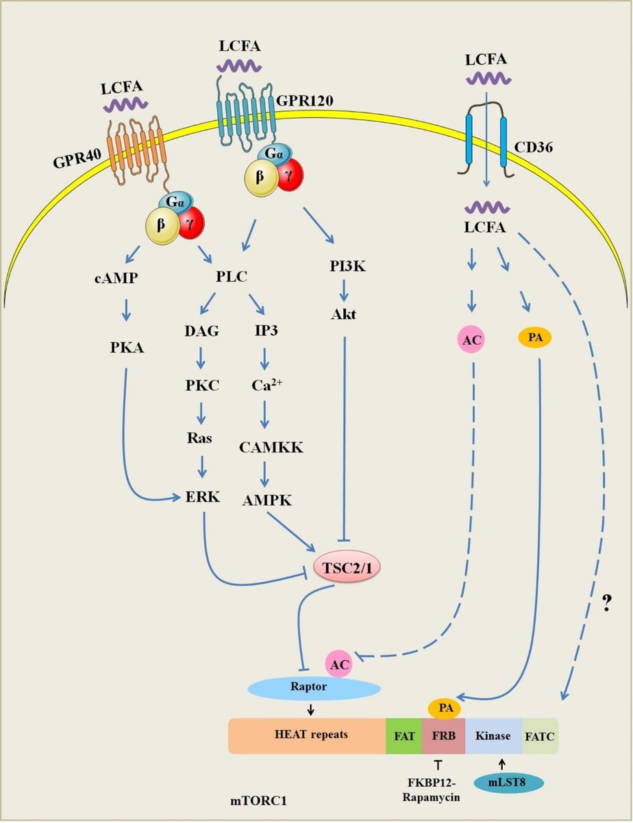 Landmark_IMR's tweet image. 🔥 Highly Cited Spotlight!
Fatty acids fuel life — but how do long-chain fatty acids (LCFAs) enter cells, get metabolized, and signal inside the body?
👏 Essential reading for anyone working in lipid biology or metabolic research!
📃 This widely referenced review unpacks LCFA…