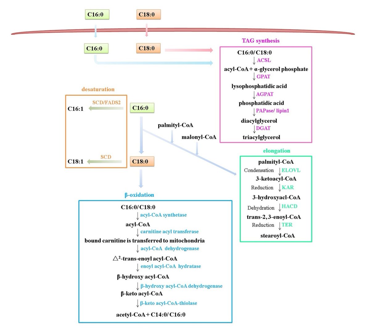 Landmark_IMR's tweet image. 🔥 Highly Cited Spotlight!
Fatty acids fuel life — but how do long-chain fatty acids (LCFAs) enter cells, get metabolized, and signal inside the body?
👏 Essential reading for anyone working in lipid biology or metabolic research!
📃 This widely referenced review unpacks LCFA…